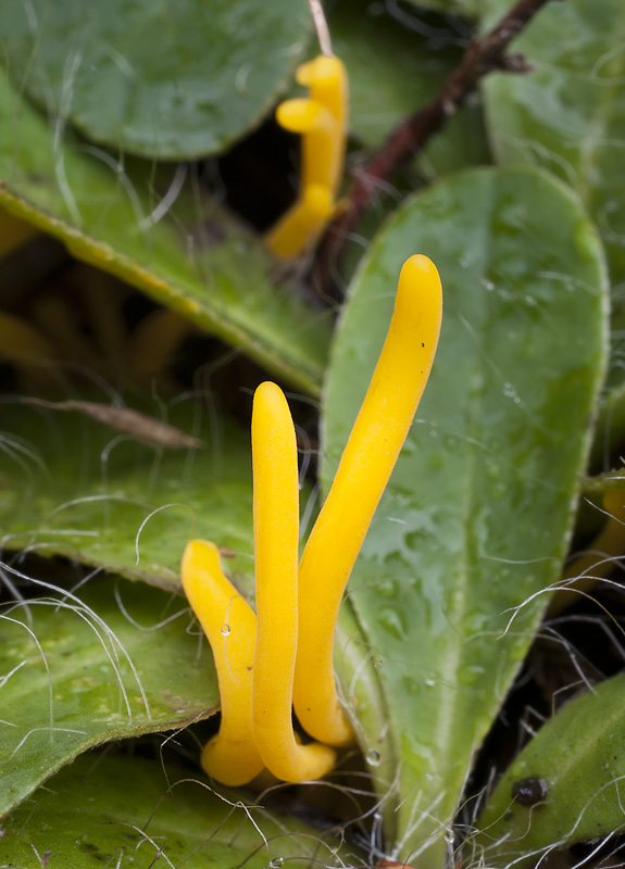 Clavulinopsis helvola